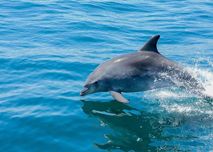 Βίλα V4, Jardins Branqueira2 Near Beach,